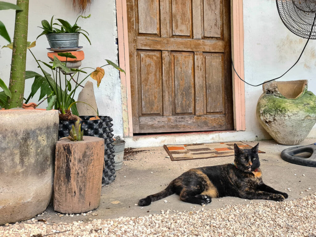 A cat sitting in front of a door in Tulum, Mexico.