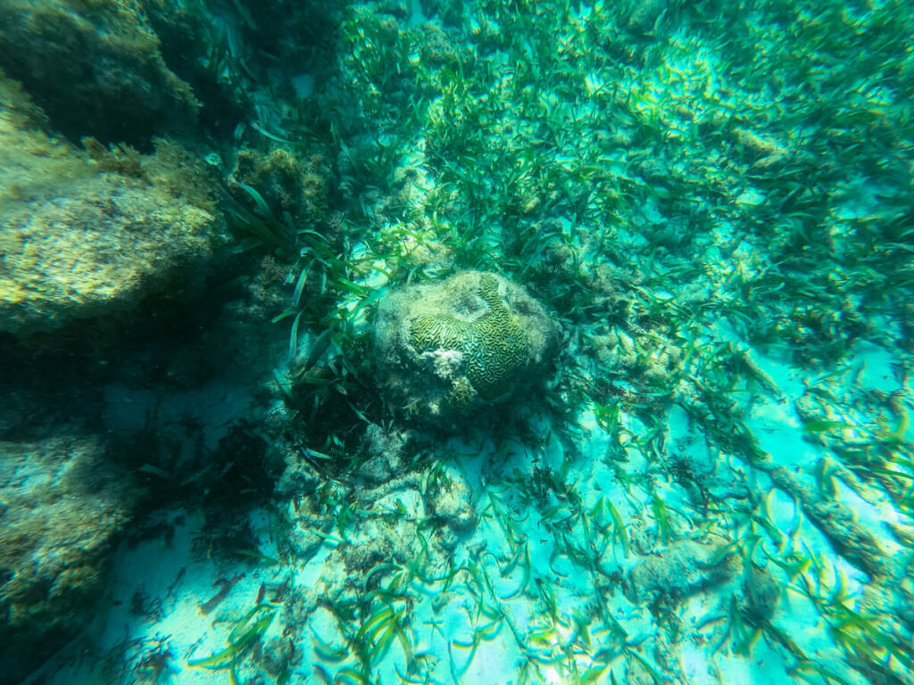 Coral and seagrass on the ocean floor of Akumal Bay.