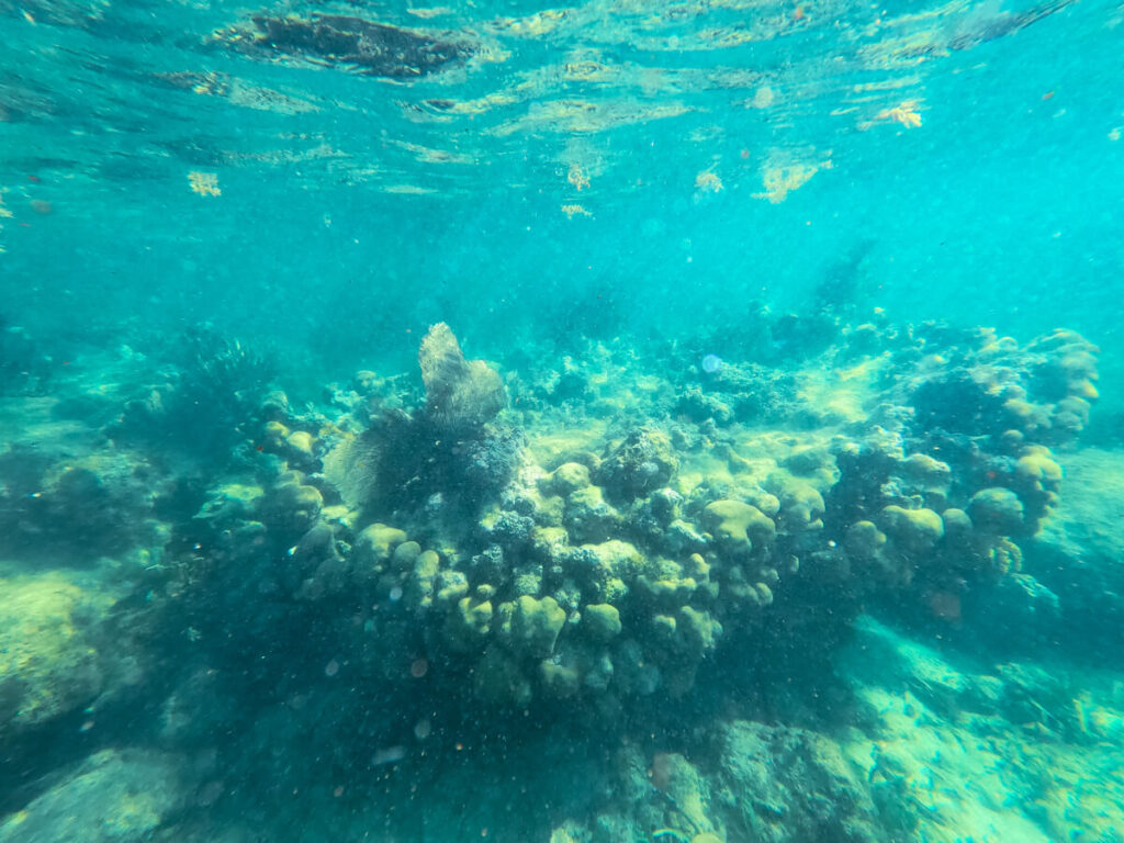 Coral underwater off East Mexico.