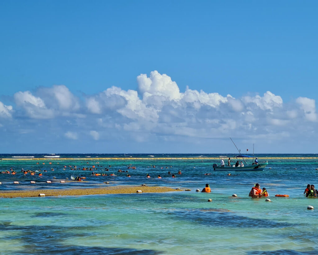 Close to one hundred people swimming in the waters of Akumal Bay on various turtle tours.