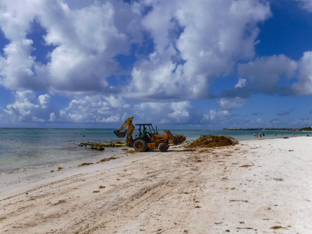 A digger clearing piles of sargassum off Akumal Beach.