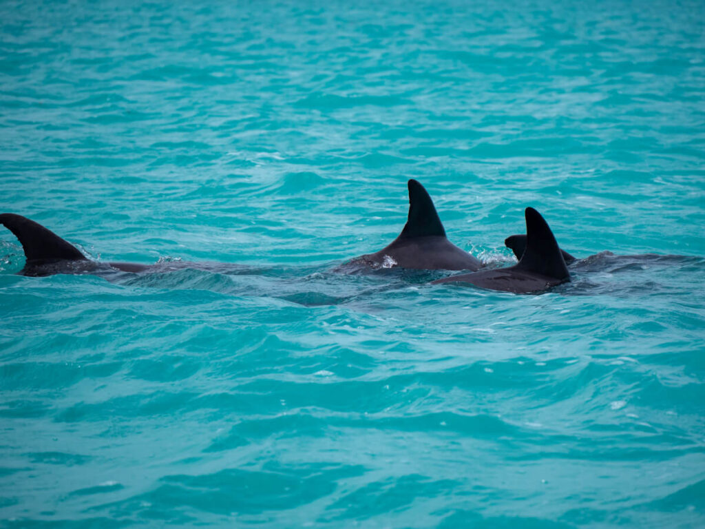 A pod of dolphins in the milky blue waters of Sian Ka'an Biosphere Reserve, Mexico.