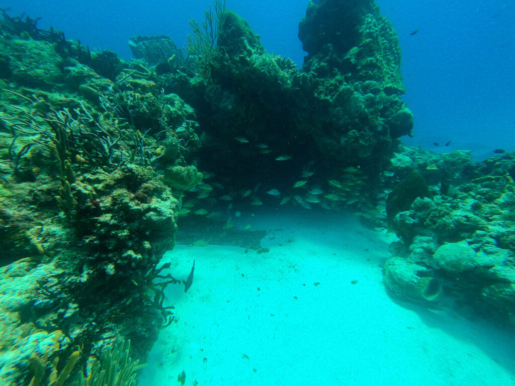 A cavern of yellow fish on a reef near Isla Cozumel.