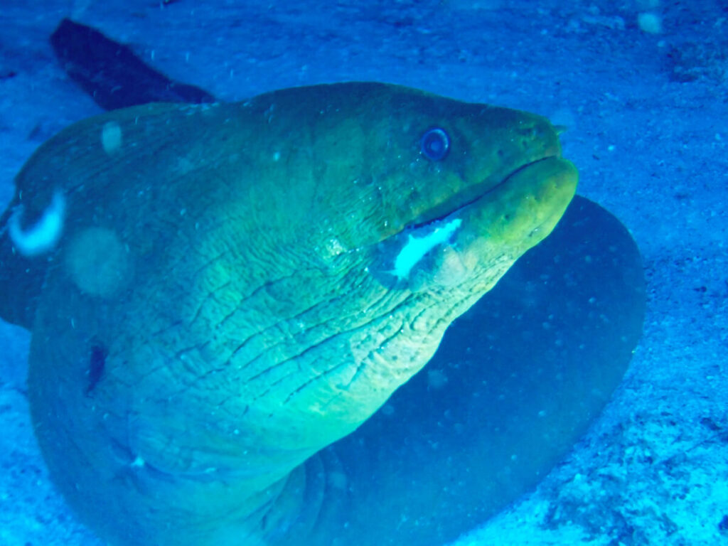 A close up photo of a large moray eel, seen while SCUBA diving in Cozumel.
