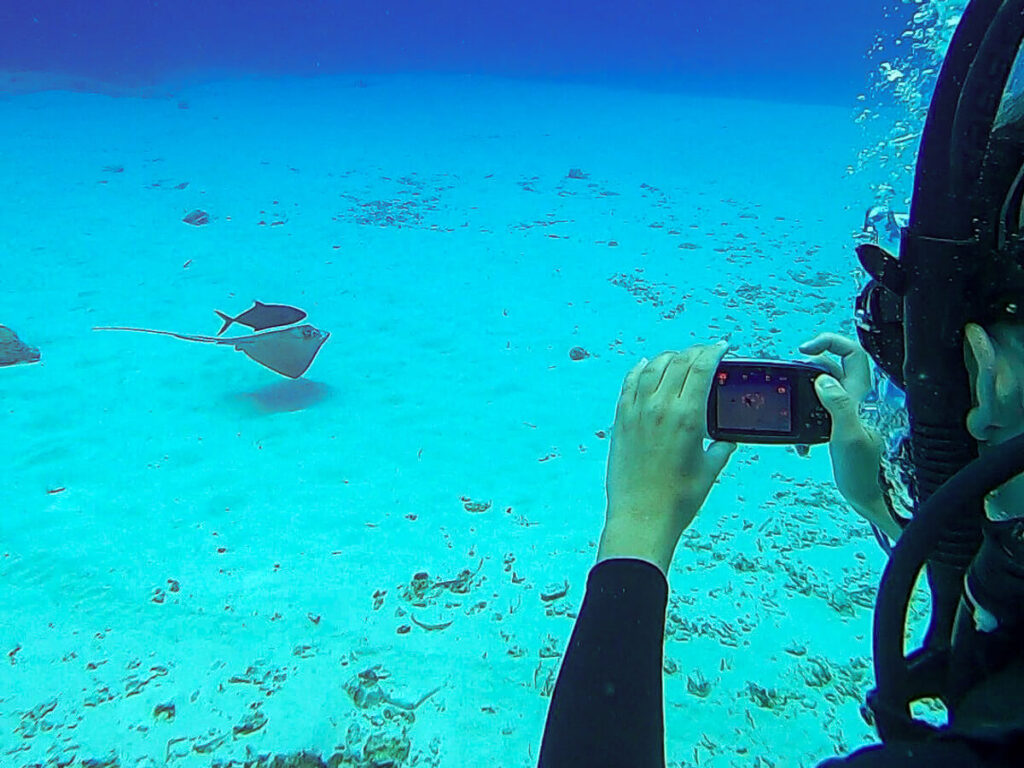 Lucy photographing a small stingray on the sandy seafloor while SCUBA diving in Cozumel.