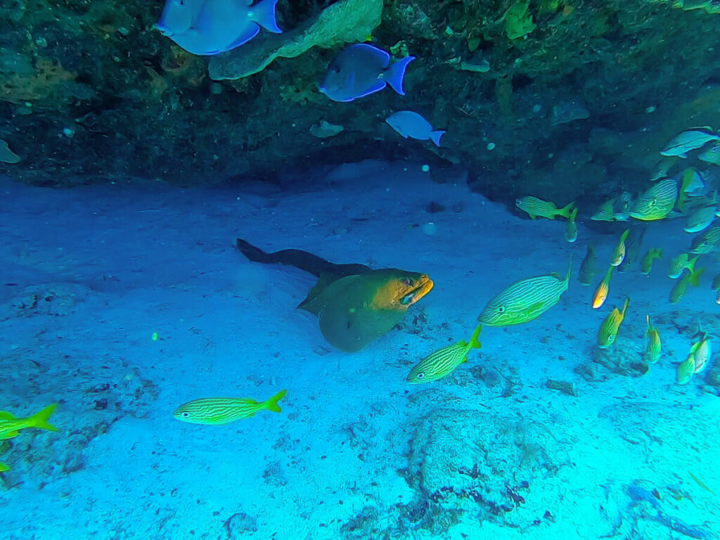 A moray eel in a cave, seen while SCUBA diving in Cozumel.
