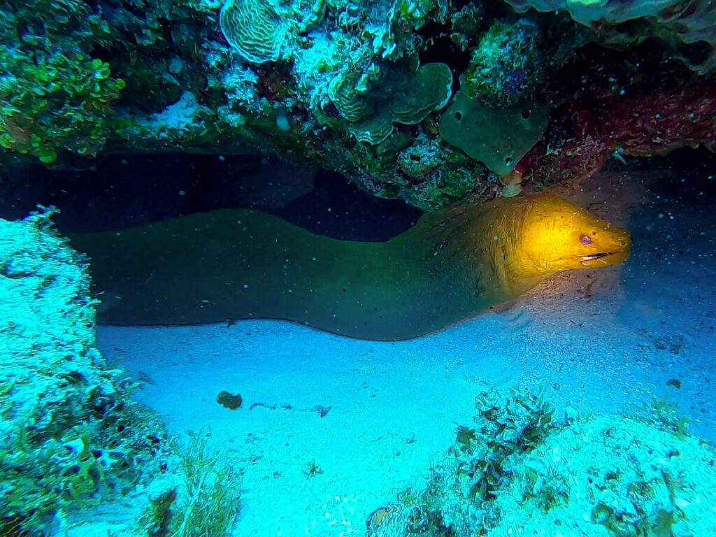 A large moray eel in a cave, seen while SCUBA diving in Cozumel.