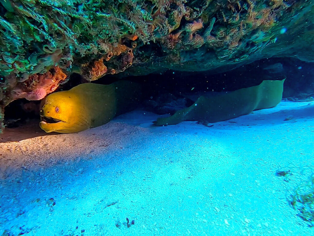 A large moray eel in a cavern, seen while SCUBA diving in Cozumel.