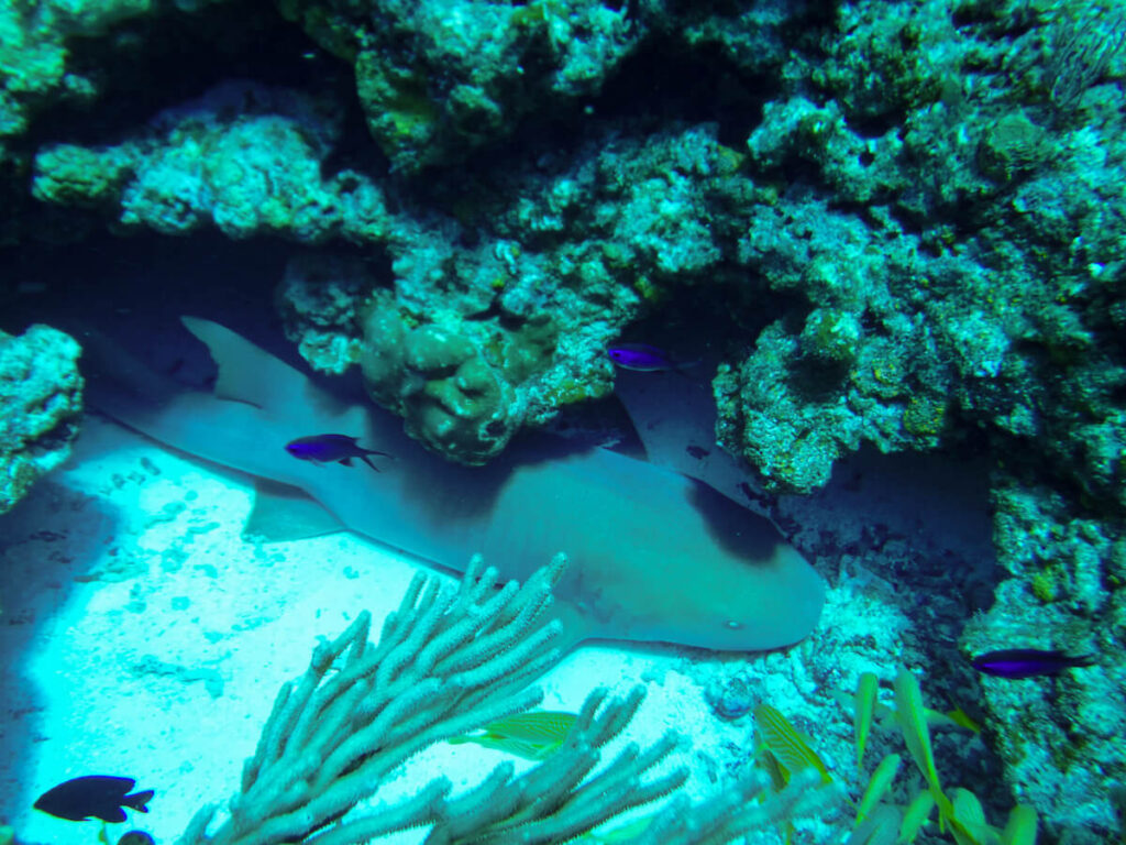 A nurse shark sleeping in a small cave, seen while diving in Isla Cozumel.