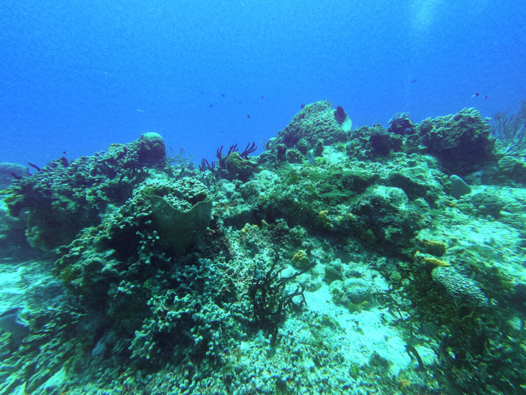 A healthy coral reef, seen while SCUBA diving in Cozumel.
