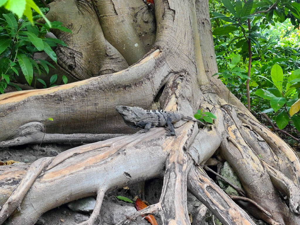 An iguana on the roots of a tree in the grounds of San Miguelito Mayan Museum.