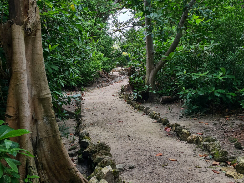 A trail lined by trees at the San Miguelito ruins in Cancún's Mayan Museum.