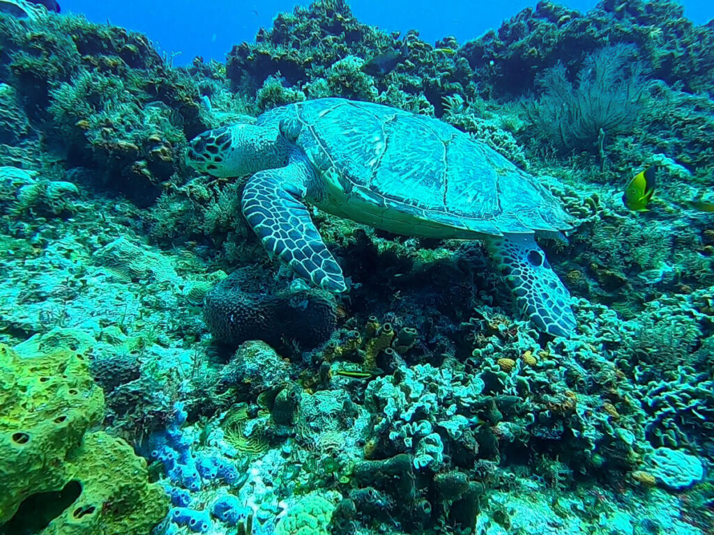 A sea turtle grazing on a coral reef, seen while SCUBA diving in Mexico.