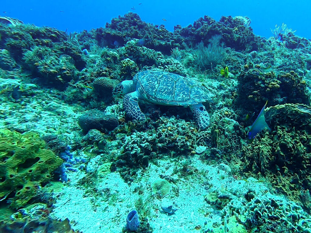 A sea turtle grazing on a reef, seen while SCUBA diving in Cozumel.
