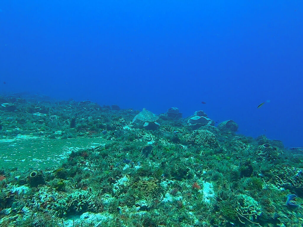 A turtle swimming away over a reef in Isla Cozumel.