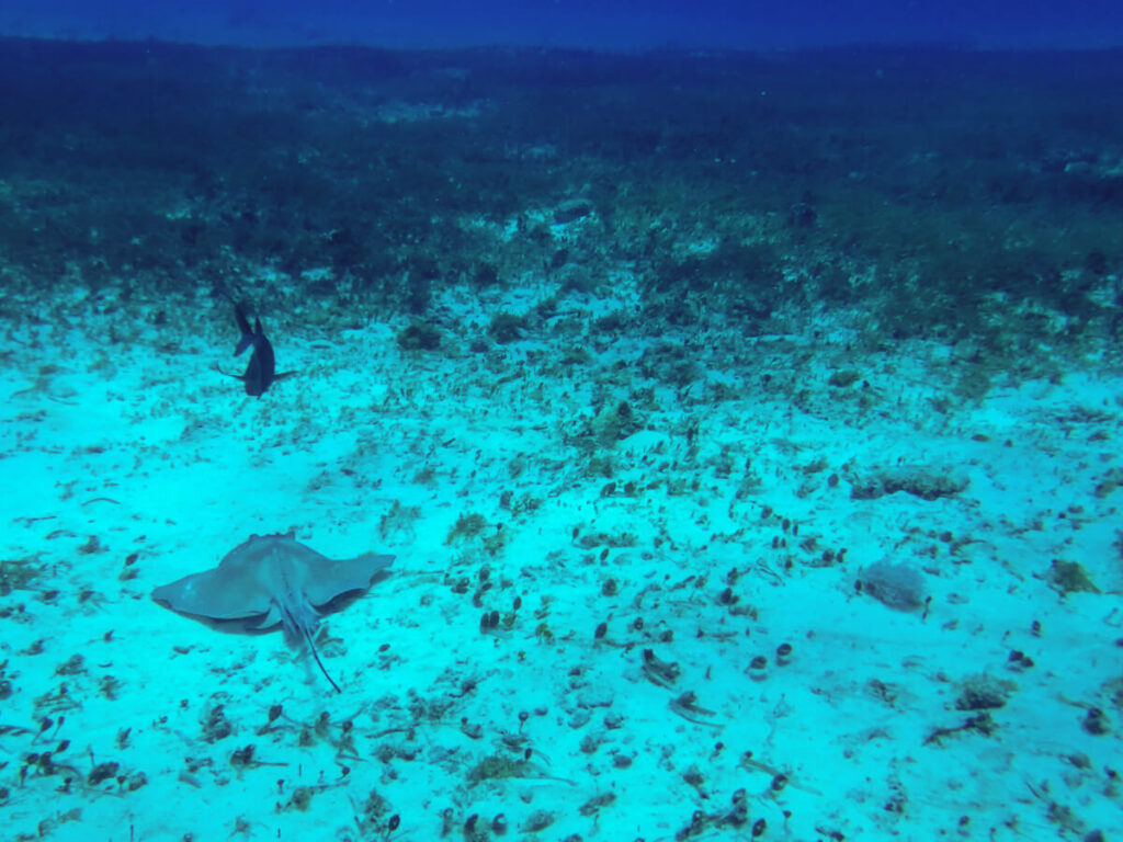 A stingray on the sandy seafloor, seen while SCUBA diving in Cozumel.