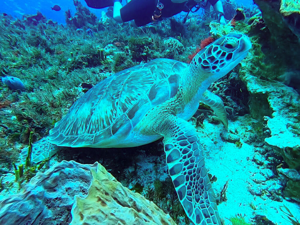 A turtle on a reef, observed while SCUBA diving in Cozumel.