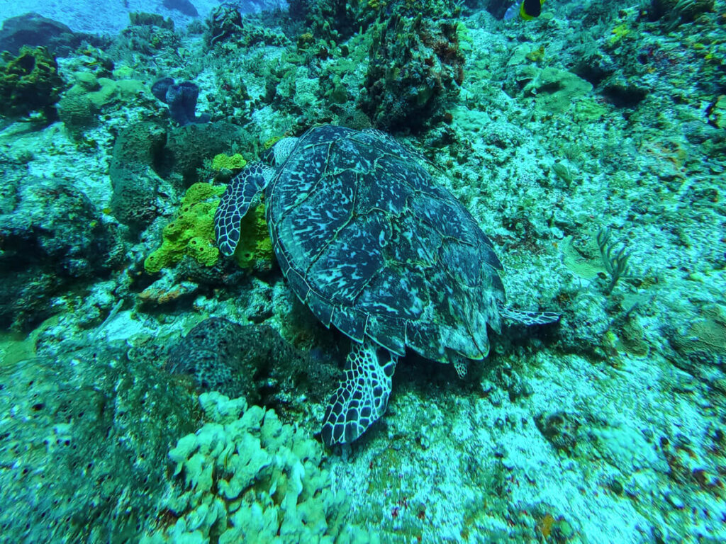 A sea turtle seen on a coral reef while SCUBA diving in Mexico.