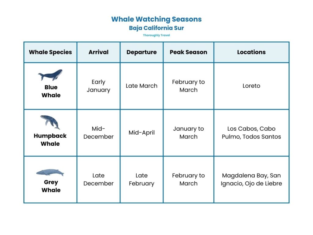 A table showing the three most common whale species spotted in Baja California Sur - blue, humpback, and grey whales - and in which month they are most likely to be spotted.