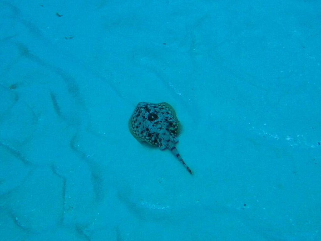 A small yellow stingray on the sandy seafloor, seen while SCUBA diving in Cozumel.
