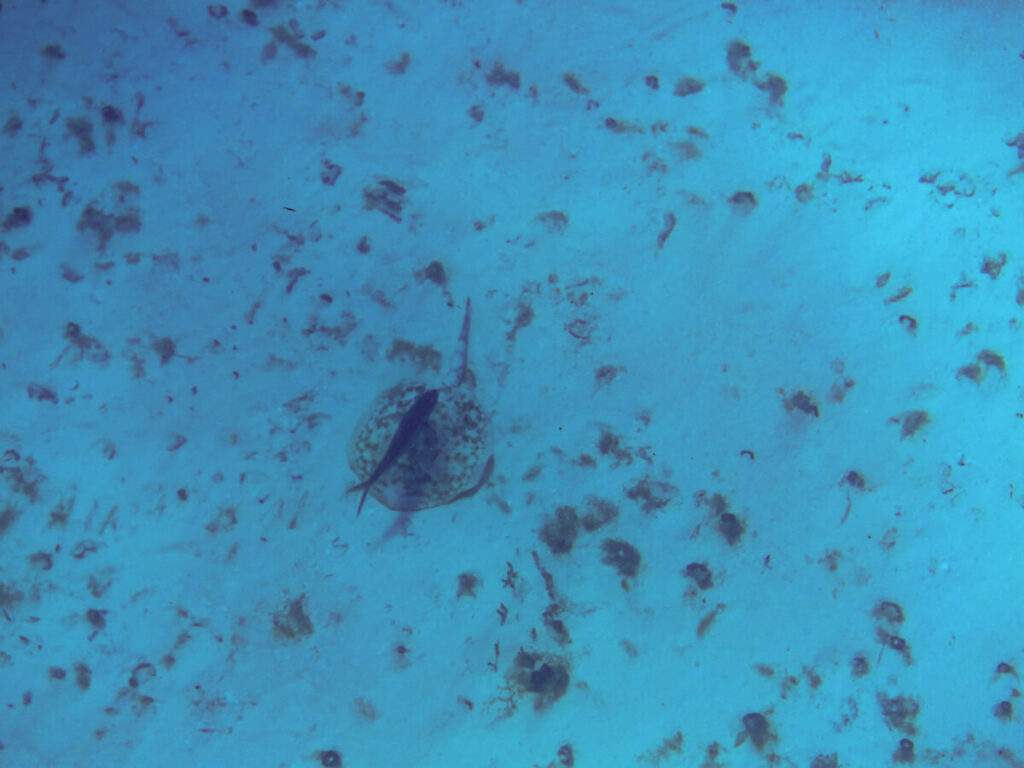 A remora on a yellow stingray, seen while SCUBA diving in Cozumel.