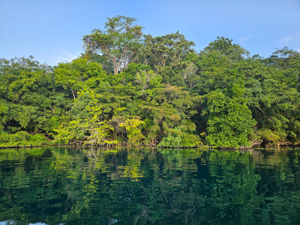 Greenery reflected clearly in the flat reflection of Bacalar Lagoon.
