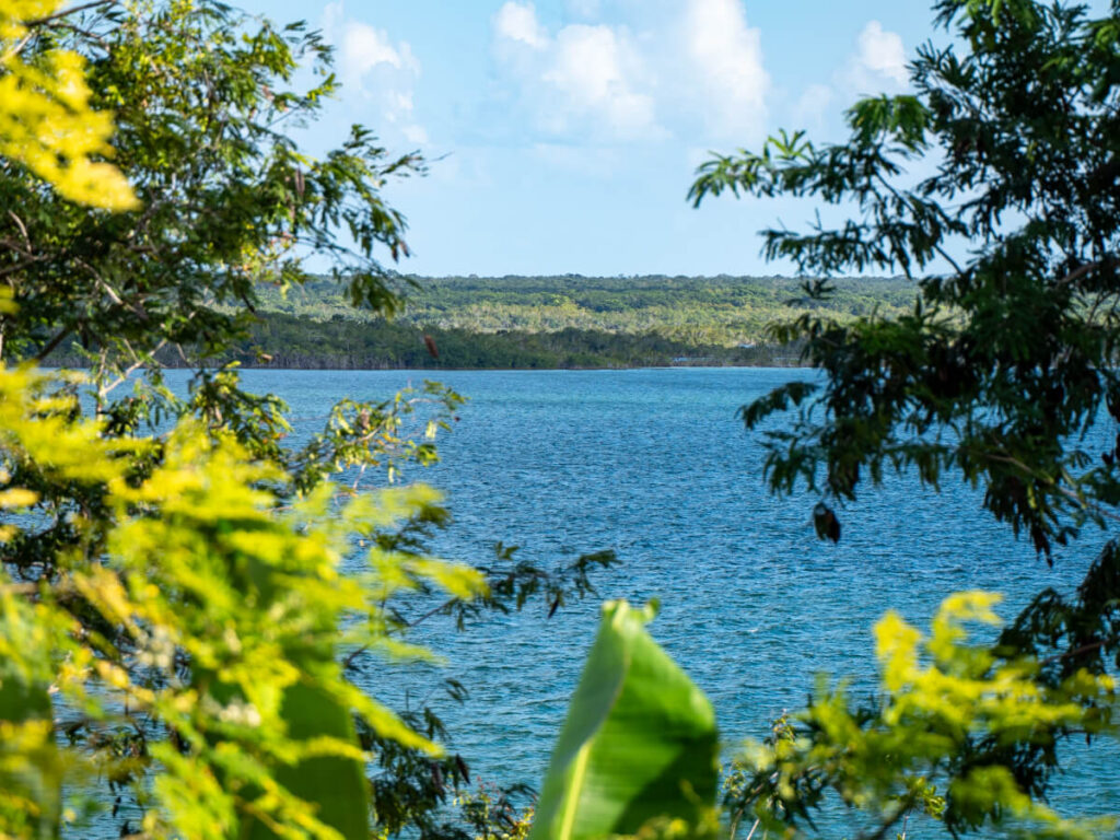 A view of Bacalar Lagoon and the surrounding greenery from a gap in the trees.