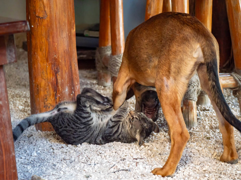 A puppy and a kitten playing together outside at the Eco-Hotel Casa Lamat.