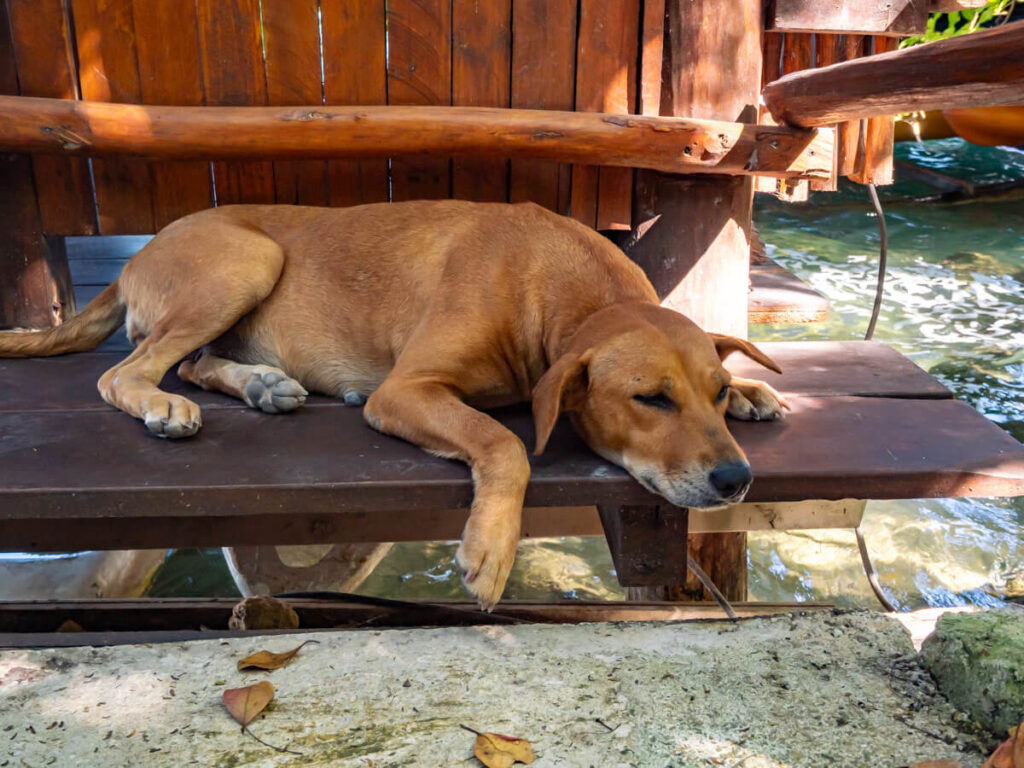 A dog sleeping on a bench by the water at Eco-hotel Casa Lamat.