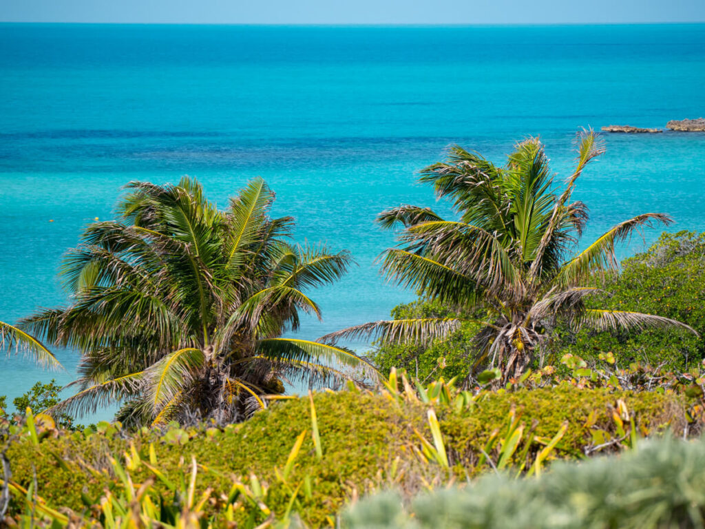 Two pristine palm trees against light blue waters. This tropical haven is a protected island, Isla Contoy, near Cancún.