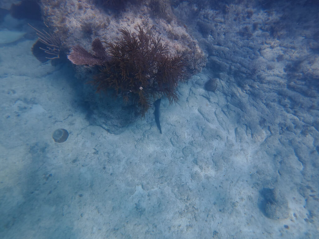 A shark tail poking out from under a small coral formation in the waters off Isla Contoy.