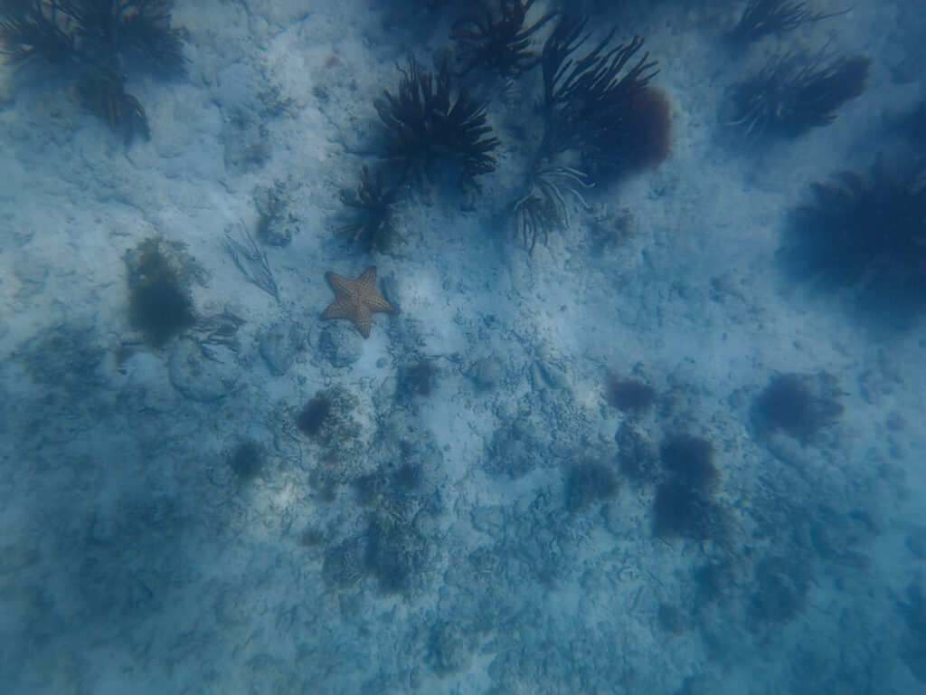 Snorkelling the local reef from Isla Contoy. There are a variety of corals and also a large orange starfish.