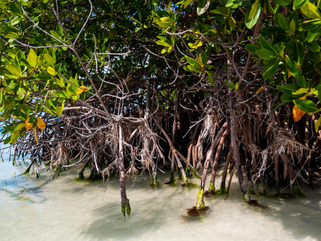 Clear shallow water lapping against the roots of mangroves.