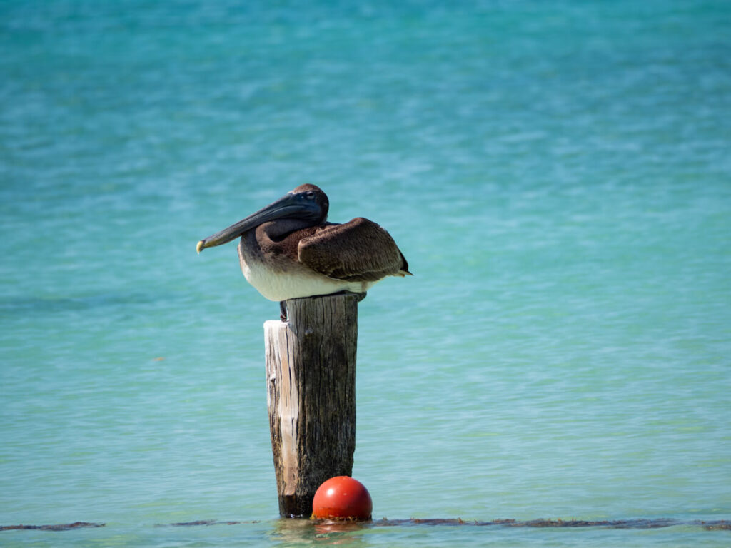 A pelican sitting on a pole in front of clear blue waters.
