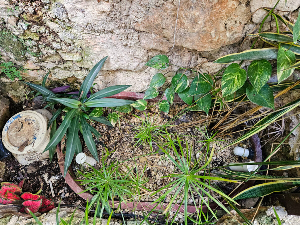 Small pipes inserted into the plant garden at Casa Lamat. This pipe system does not require pumps, but instead uses gravity to gradually water the garden.