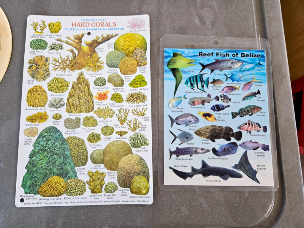 Two picture cards detailing some of the hard corals and reef fish that can be seen in the waters of Belize.