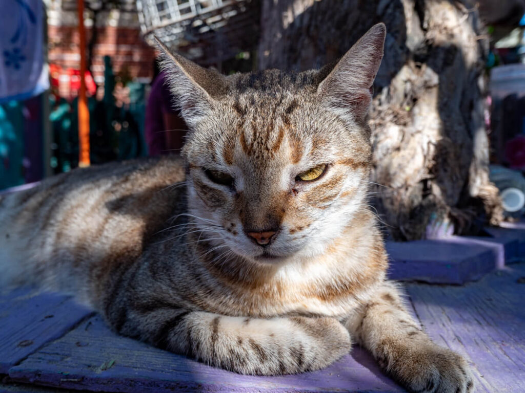 A cat relaxing in the sunshine at an animal shelter in Caye Caulker, Belize. The cat has yellow eyes and a light, stripy coat.