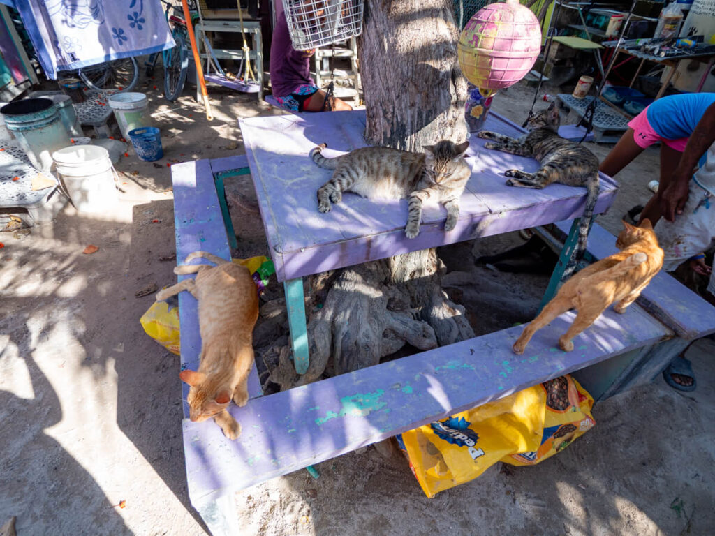 Four cats sat lounging around happily at Caye Caulker Animal Shelter - an independent, small-scale organisation that takes care of stray cats and dogs.