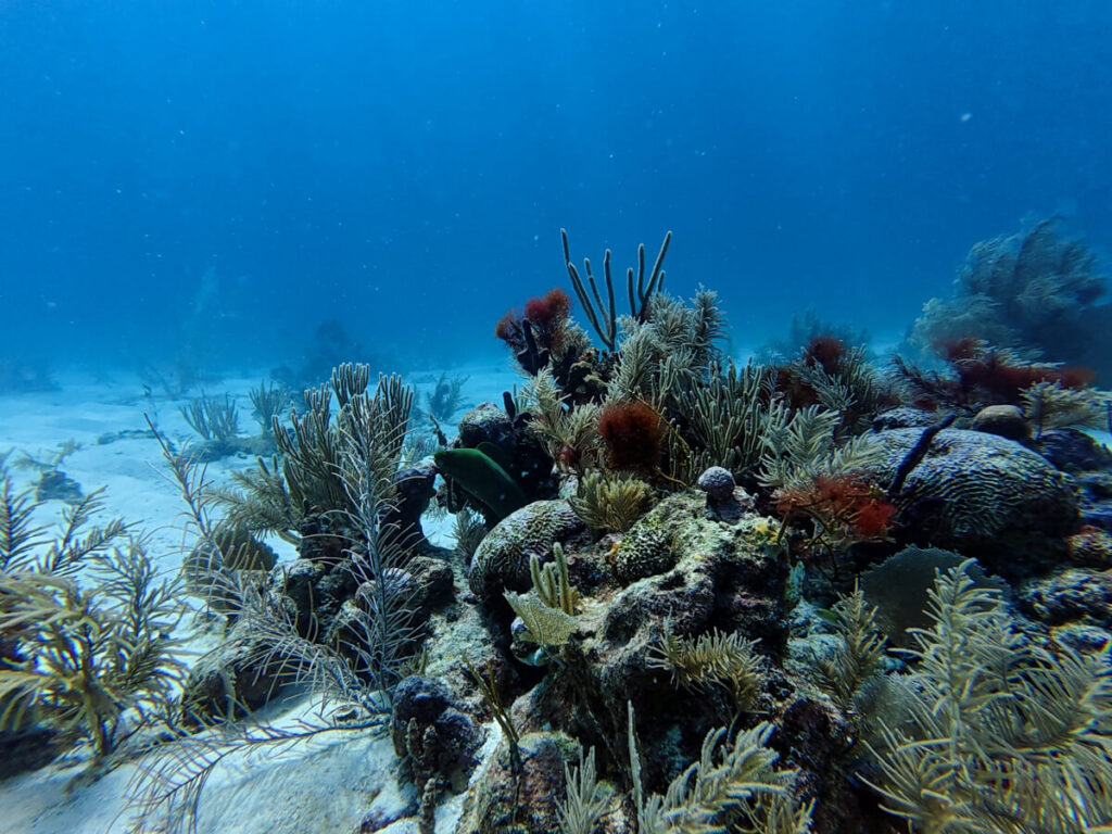 A moray eel hiding in impressive coral structures of many shapes, colours, and sizes, observed when diving the Gladden Spit and Silk Cayes in Belize.