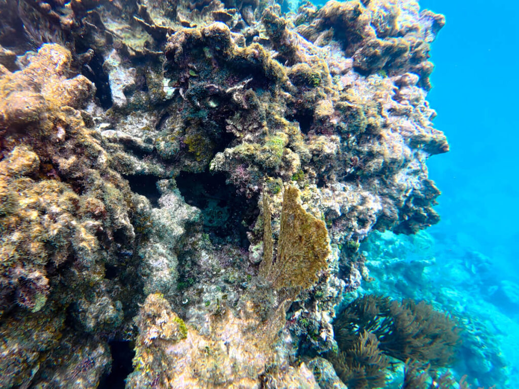 A patch of colourful coral seen when snorkelling and diving in Belize