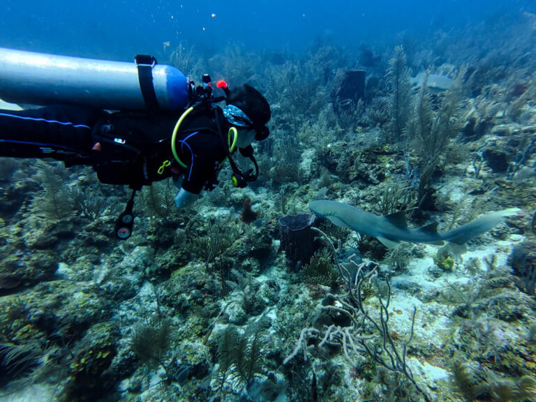 Dan SCUBA diving above a bed of corals as a nurse shark swims underneath him.