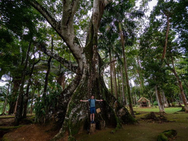 Dan standing with his open arms wide in front of a massive fig tree at Serpon Sugar Mill.