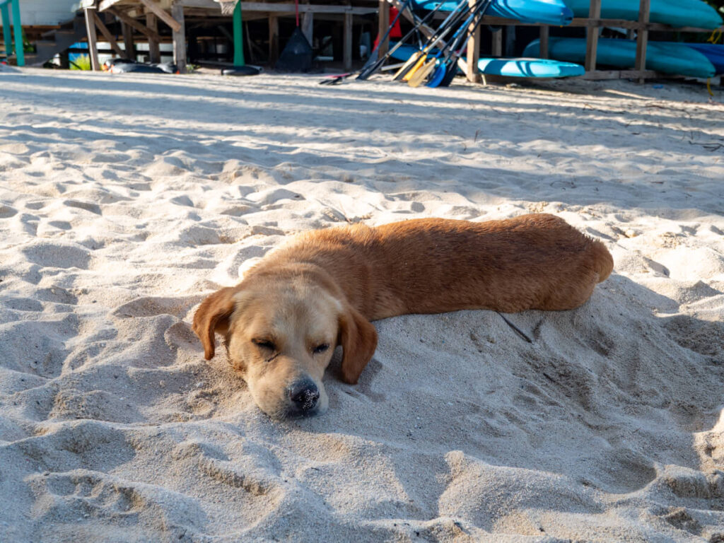 A golden dog lying on the soft white sands of Tobacco Caye.