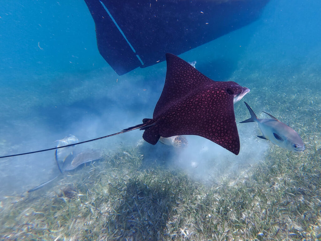 An eagle ray swimming over a busy underwater scene occurring on the sea floor. A stingray, a couple of large fish and a loggerhead turtle are eating pieces of lobster that have been discarded by a fisherman.