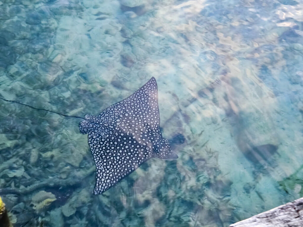 A large eagle ray swimming through shallow water around the dock at Tobacco Caye.