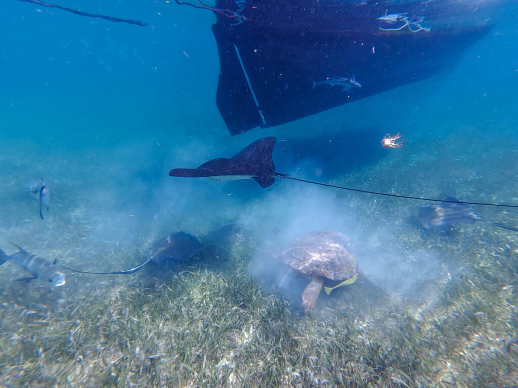 Several marine animals moving around each other to feed on the scraps of a discarded lobster. The closest animal is an eagle ray, its long tail extending past the edge of the frame.