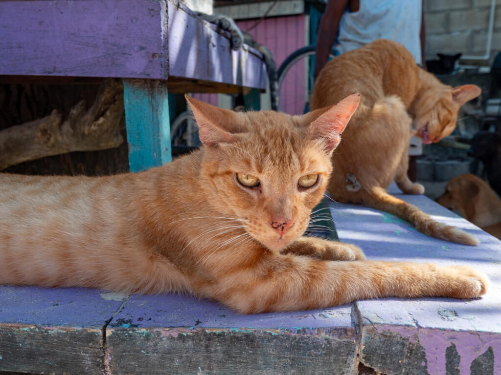 Two orange cats relaxing in the sunshine at Caye Caulker Animal Shelter - a shelter with a spaying and immunisation program.