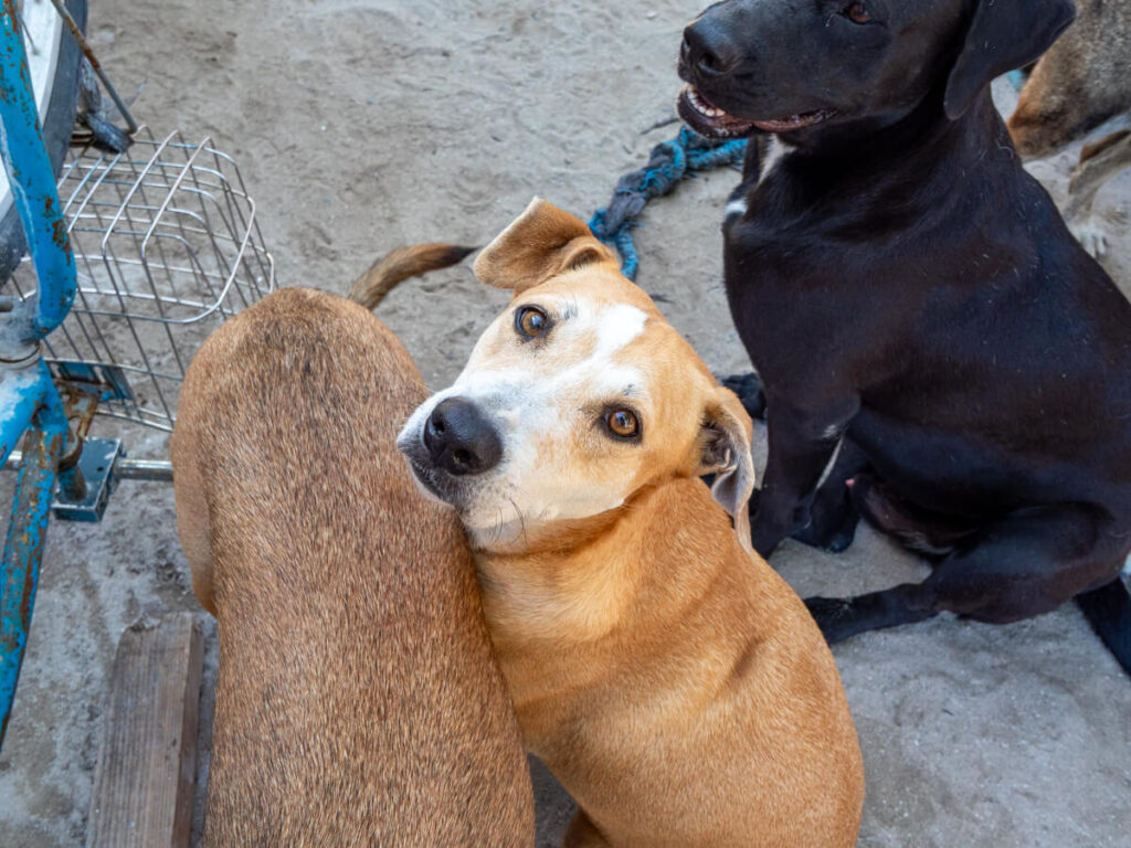 Dogs looking with curiosity at visitors to the Caye Caulker Animal Shelter in Belize.