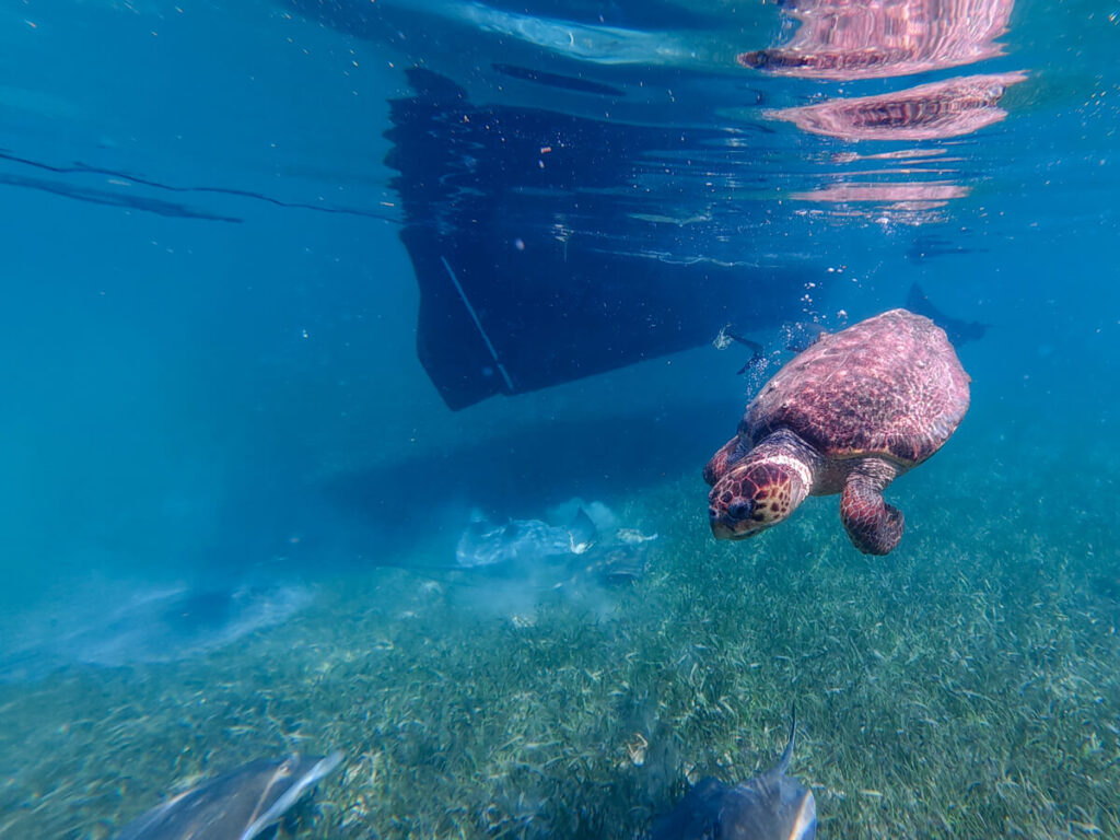 A loggerhead turtle swimming close as it looks around for food. Underneath, several rays compete for a piece of discarded lobster.