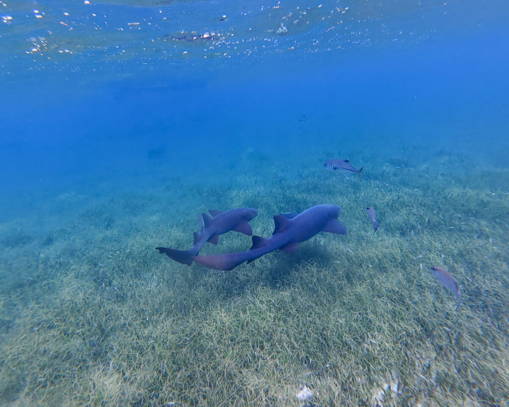 Two nurse sharks swimming together over a bed of seagrass on Shark Ray Alley, Belize.